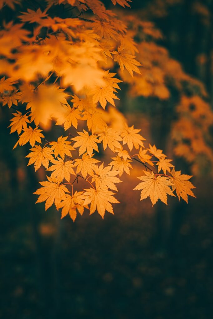 A bunch of yellow leaves hanging from a tree